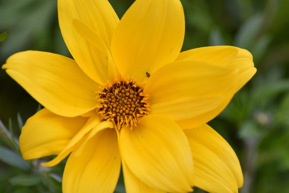 Insect pistil yellow