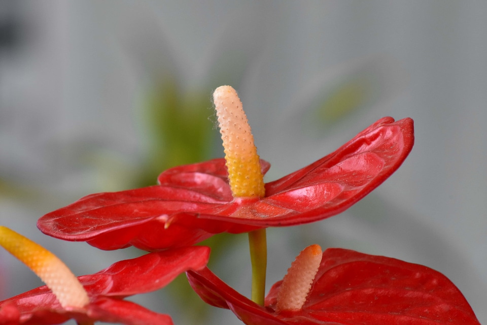 Exotic flower pistil