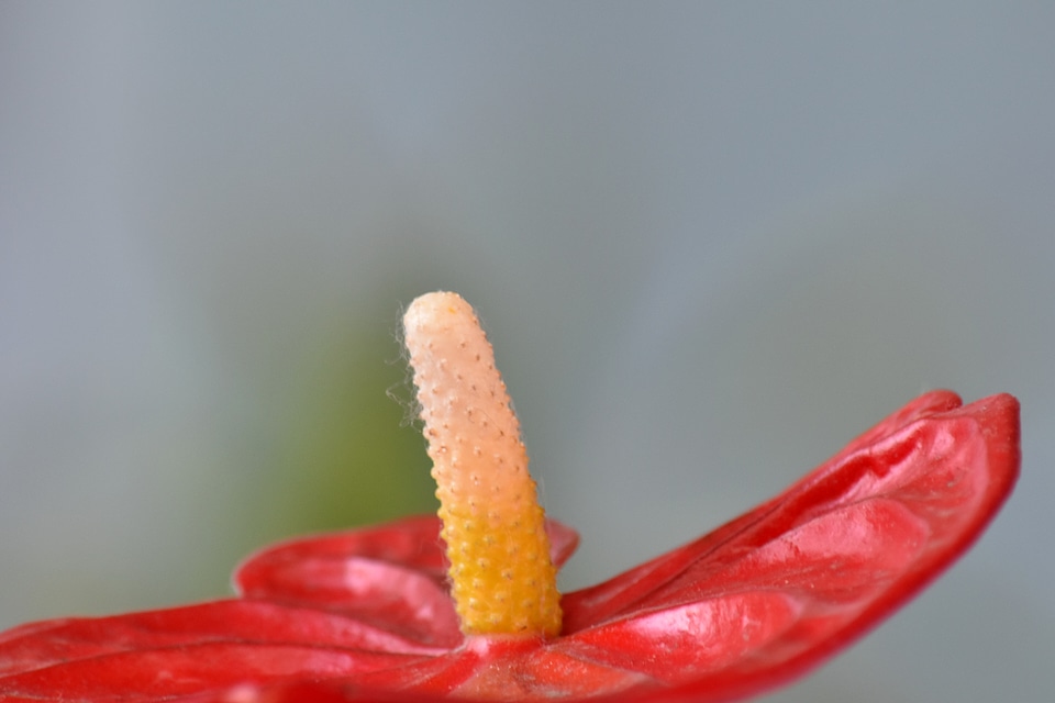 Detail flowers petal