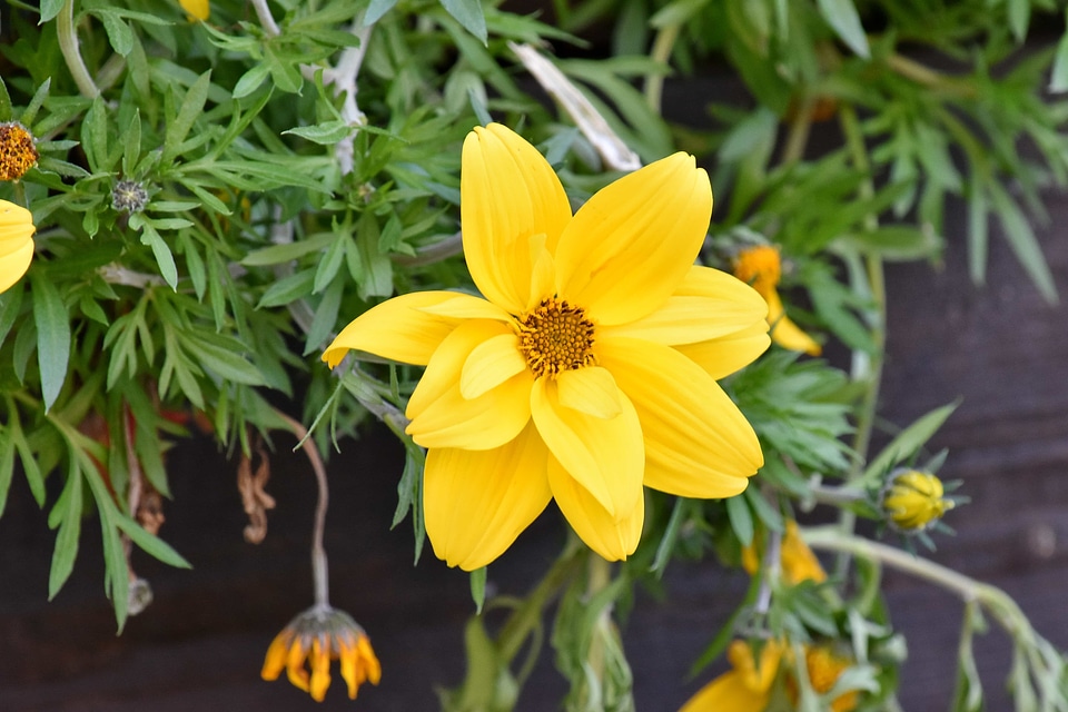 Green Leaves yellow flower