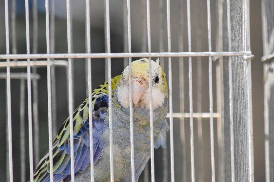 Parrot beak animal photo