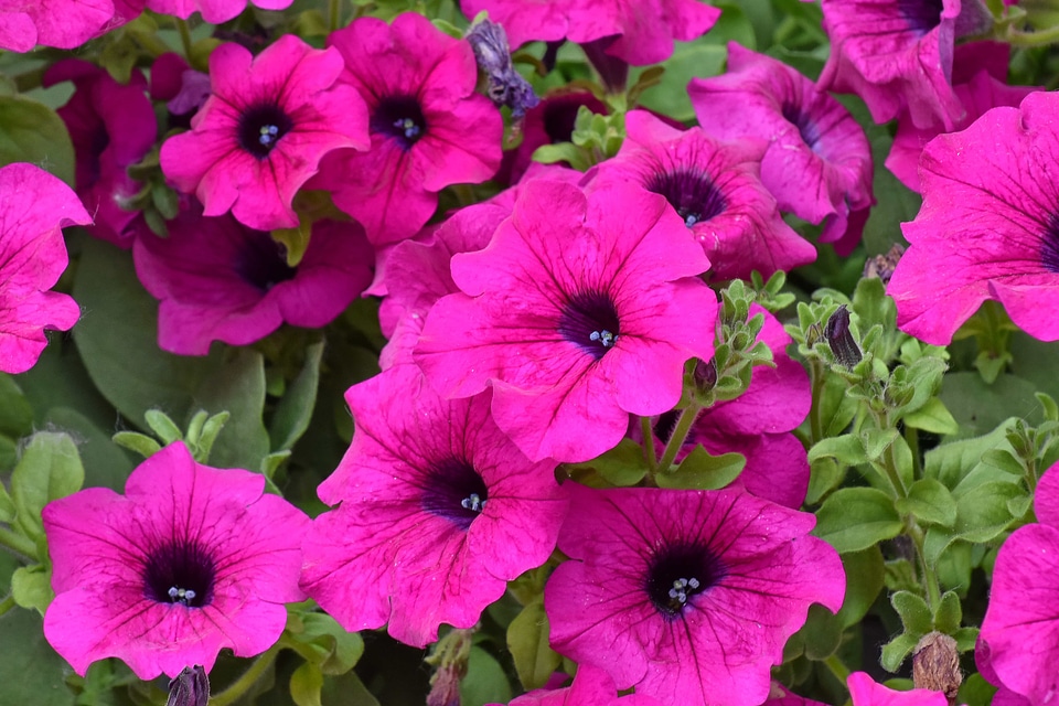 Garden blooming nature