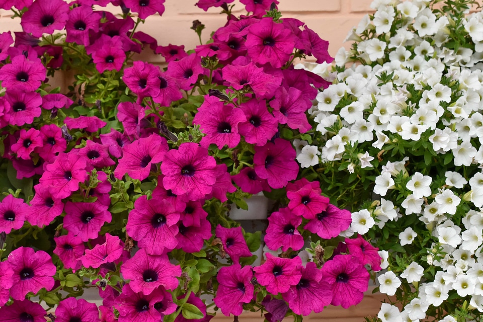 Flowerpot flower summer