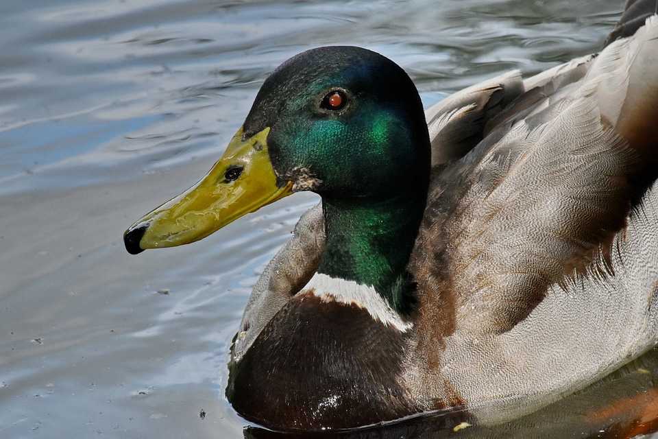 Details head mallard