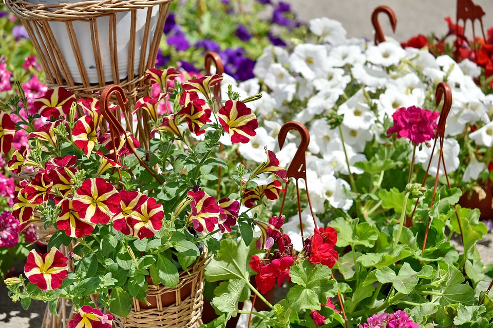 Wicker Basket garden plant