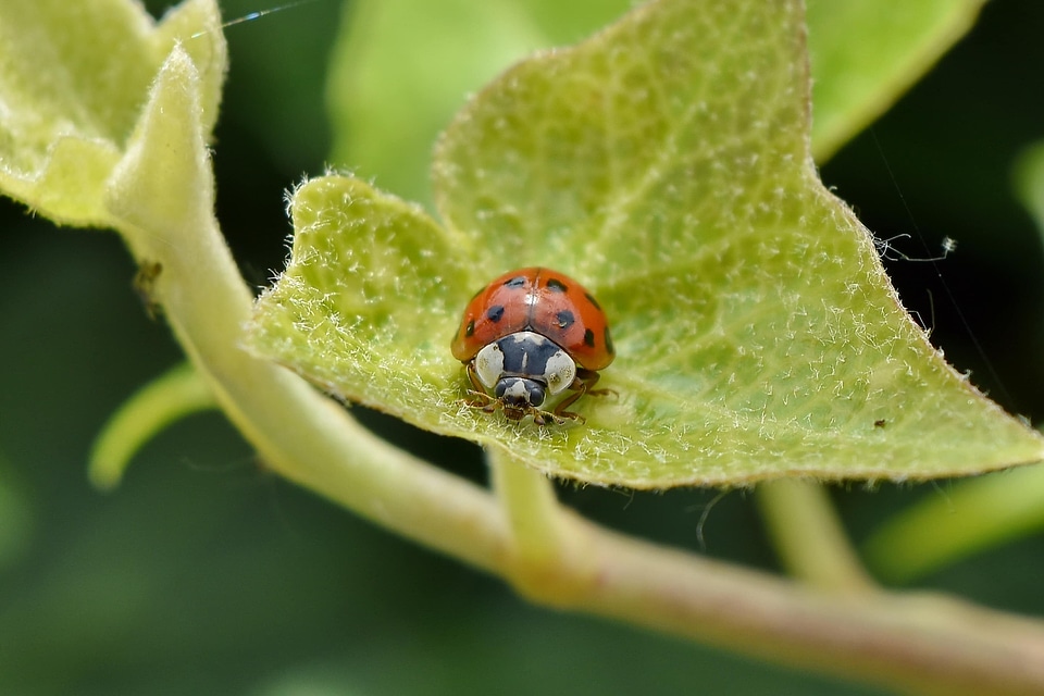 Detail green leaves ladybug