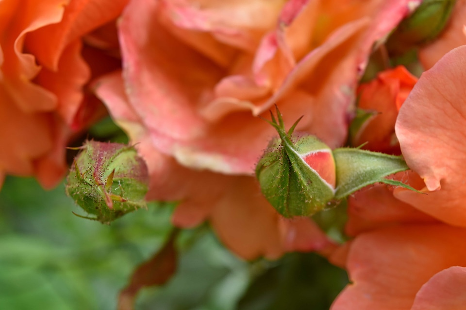 Flower Bud flower garden flowers