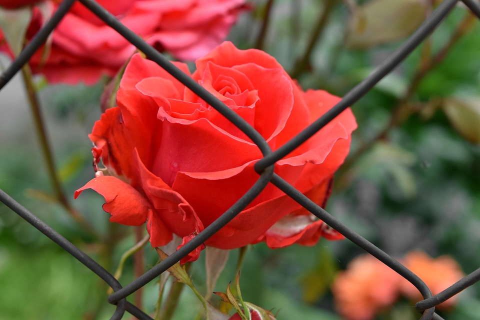 Fence flower garden iron