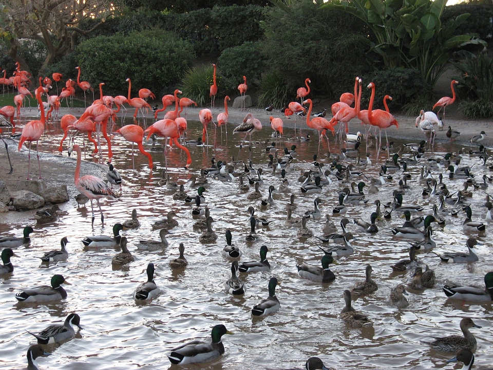 Lesser park waterfowl