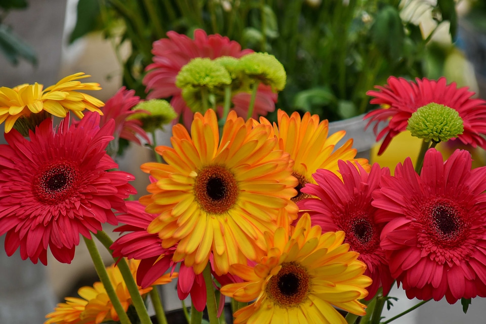 Chrysanthemum flowers flower
