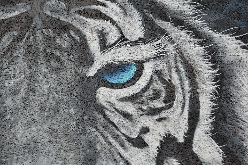 Tiger wildlife graffiti