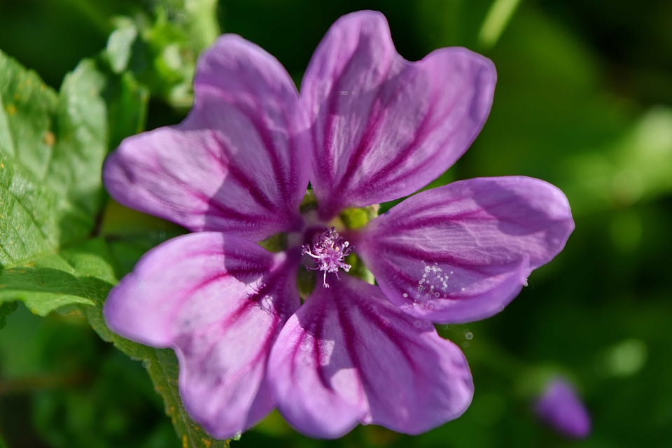Detail pistil flora
