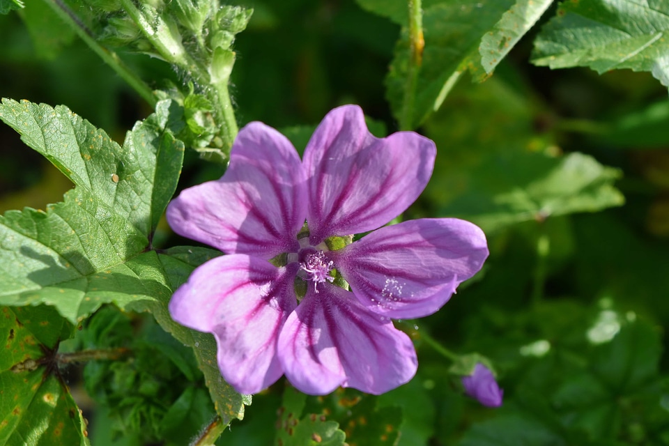 Beautiful Flowers petals purple
