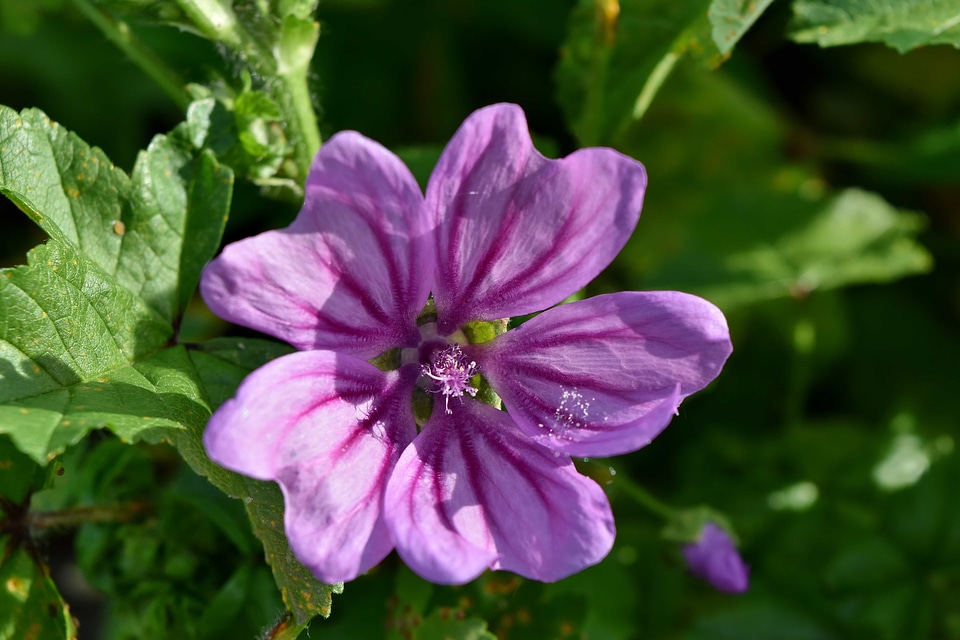Pistil purple nature
