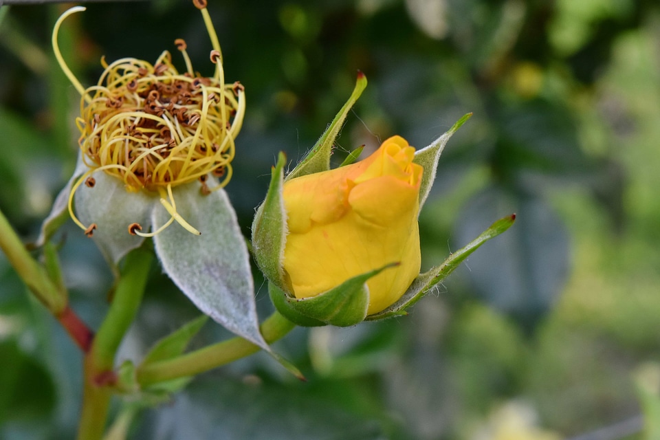 Beautiful Flowers yellow nature