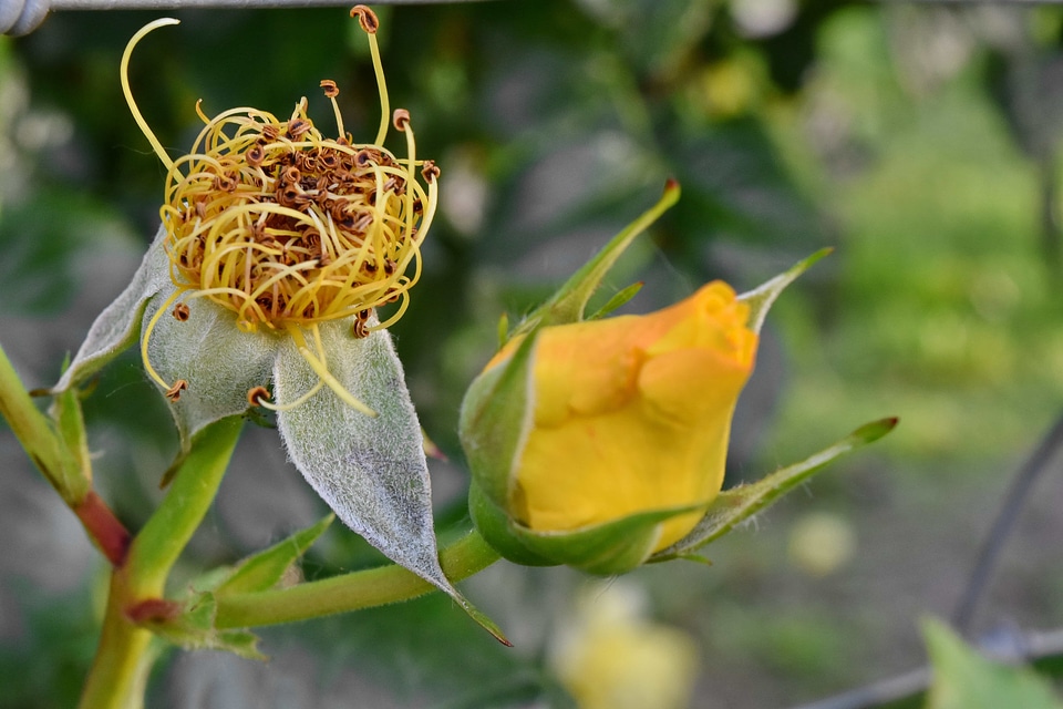 Pistil yellow bud