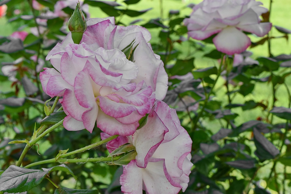 Pinkish shrub flora