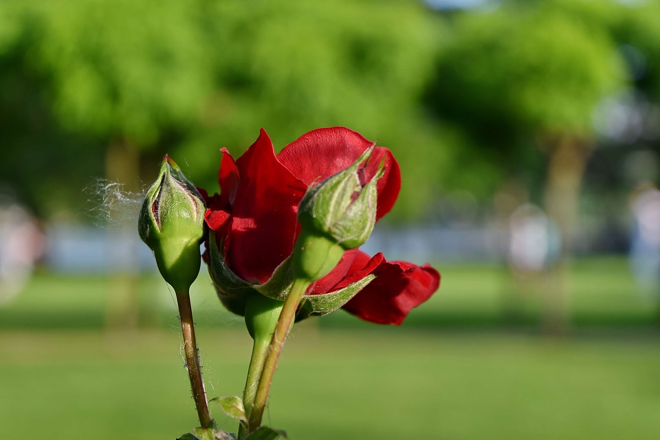 Bud flower nature