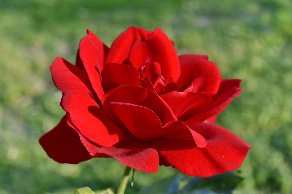 Beautiful Flowers red rose