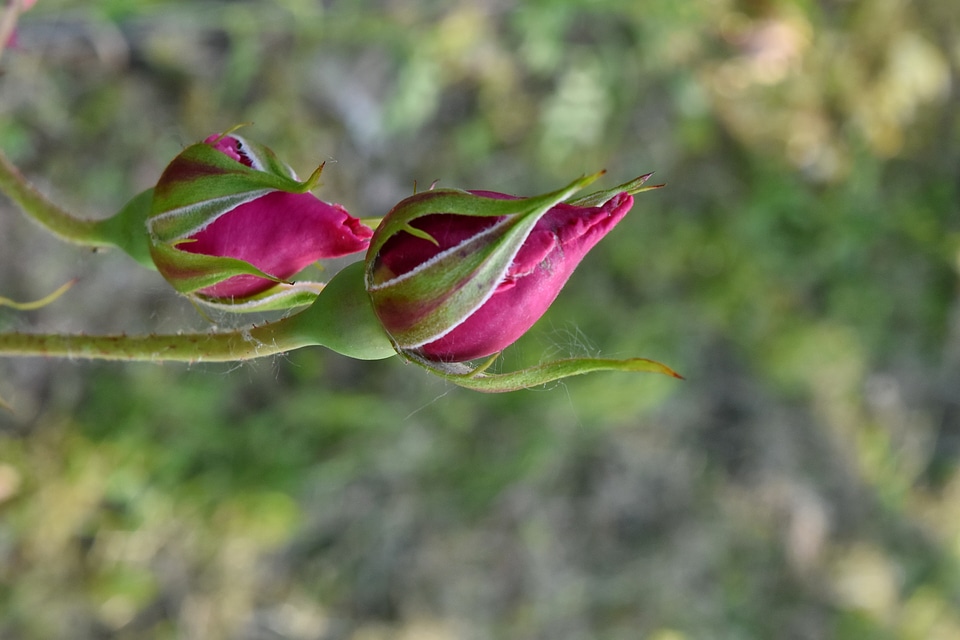 Detail horizontal bud