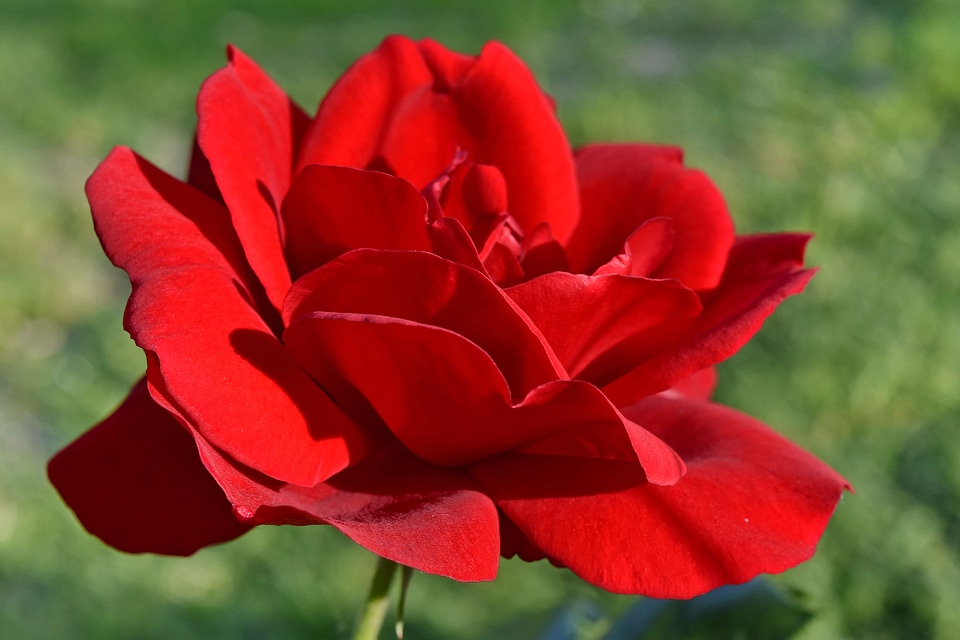 Horticulture roses rose