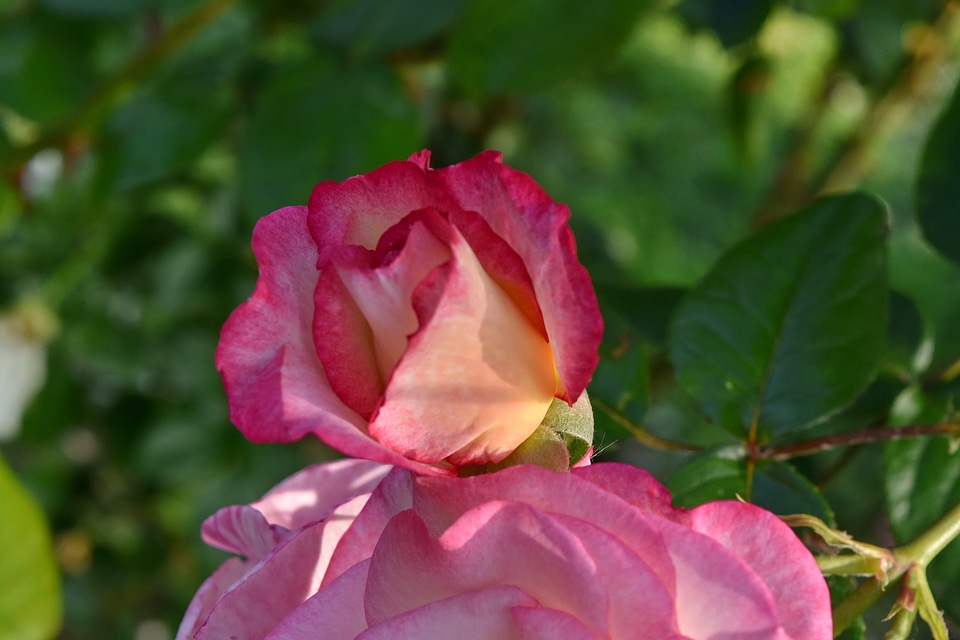 Flower Garden pink nature