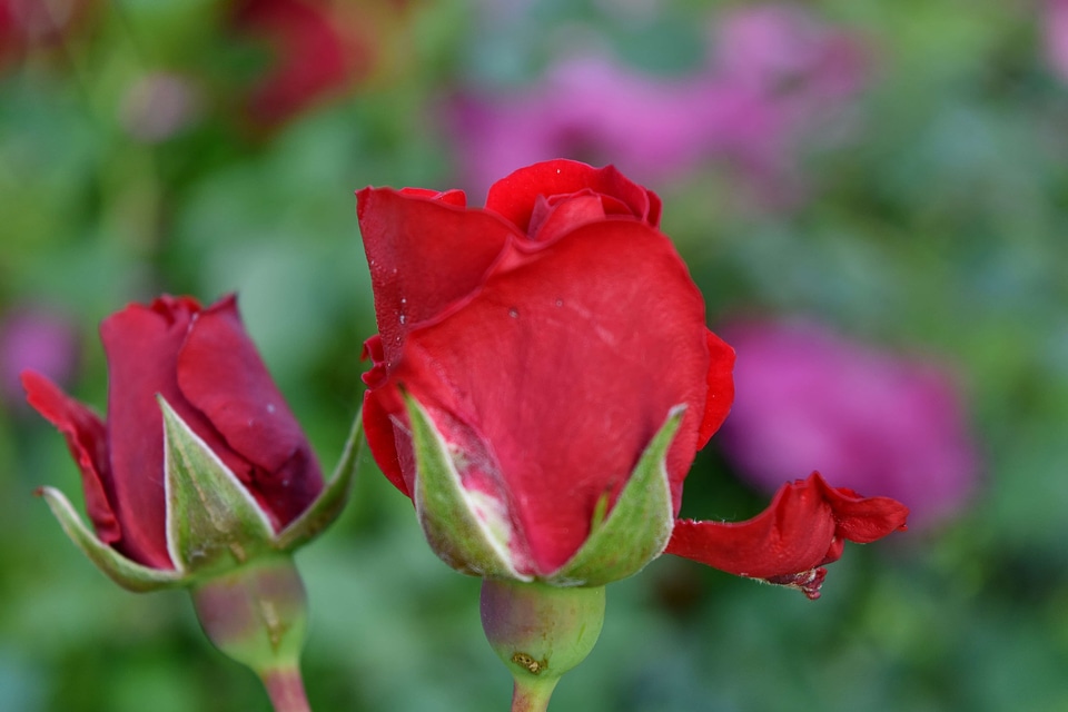 Flower Bud flower garden flowers
