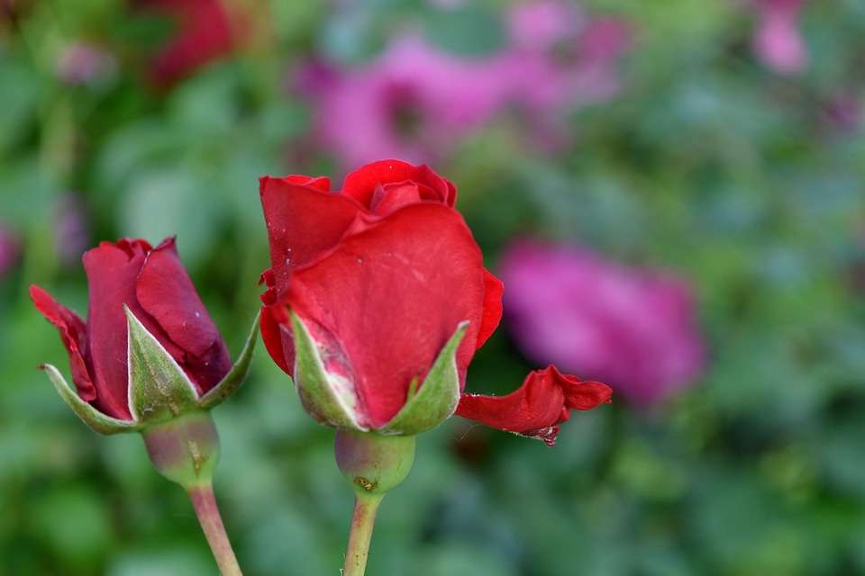 Green Leaves horticulture red
