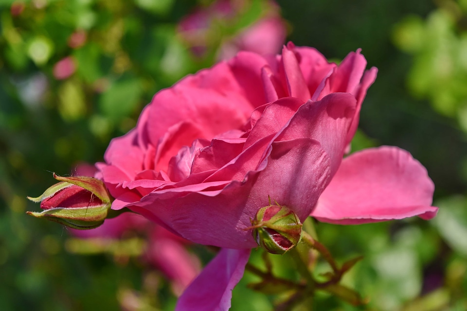 Flower Bud flower garden spring time