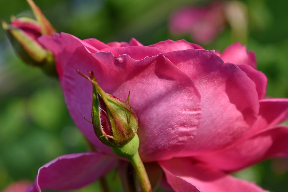 Ecology garden pink