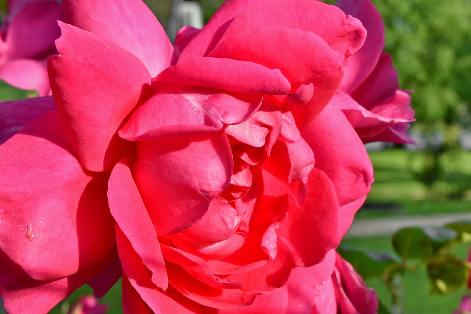 Details ecology petals