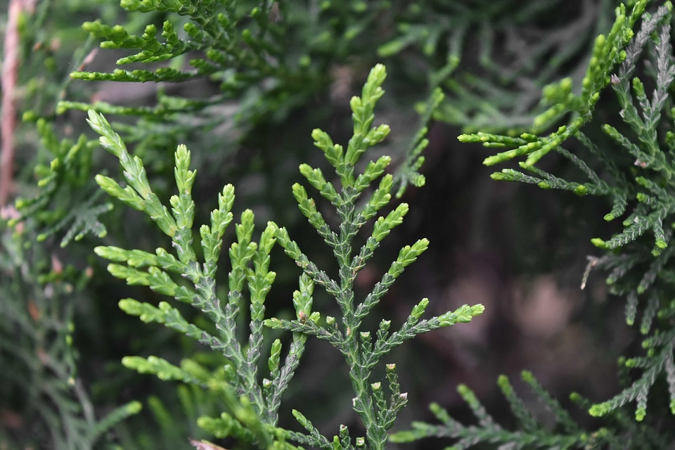 Tree nature plant