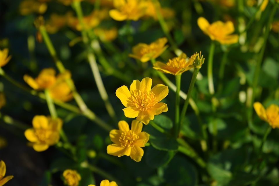 Yellow hahnenfußgewächs ranunculaceae