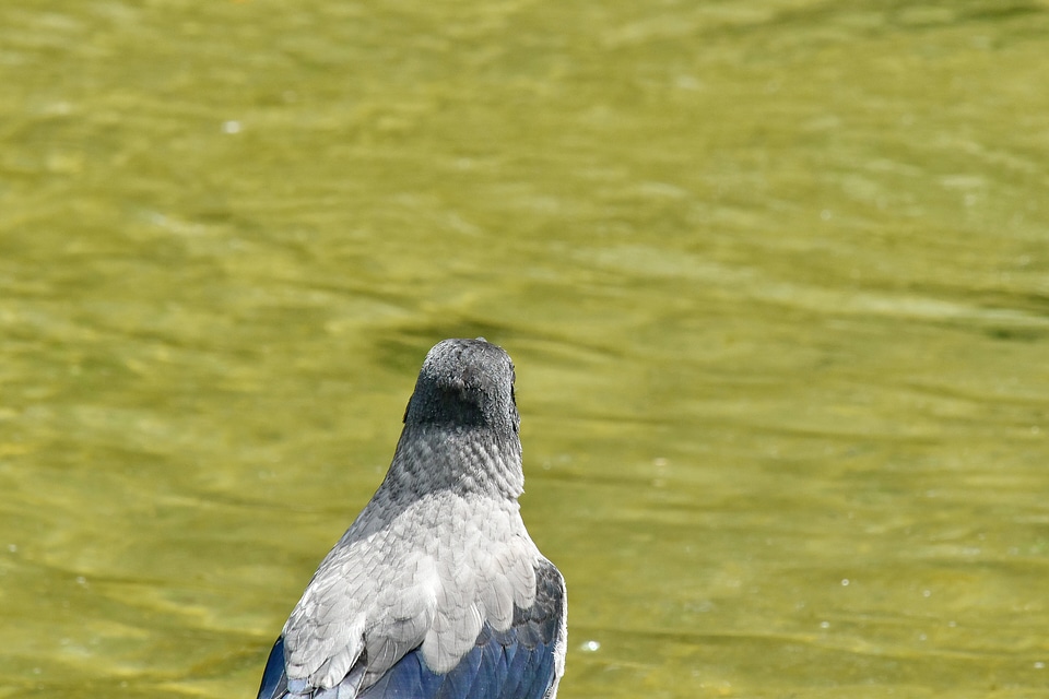 Bird feather nature photo