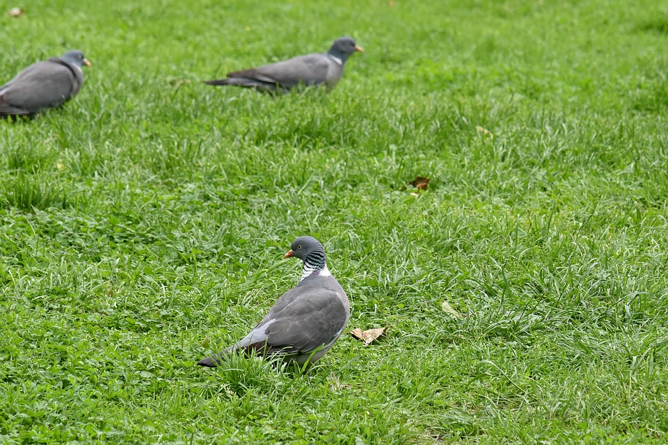 Flock grass pigeon photo