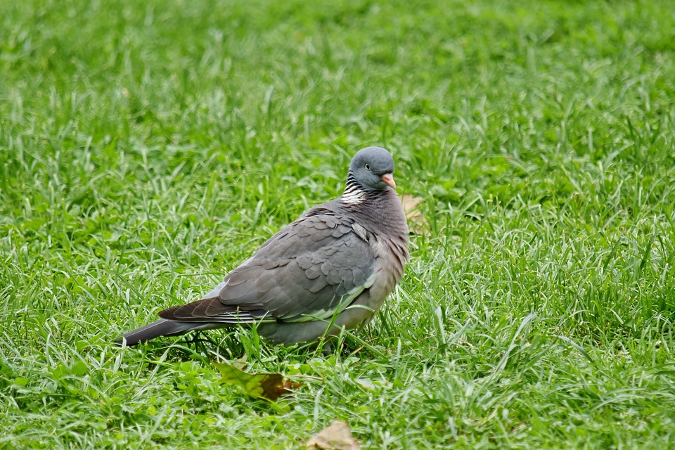 Pigeon wildlife wild