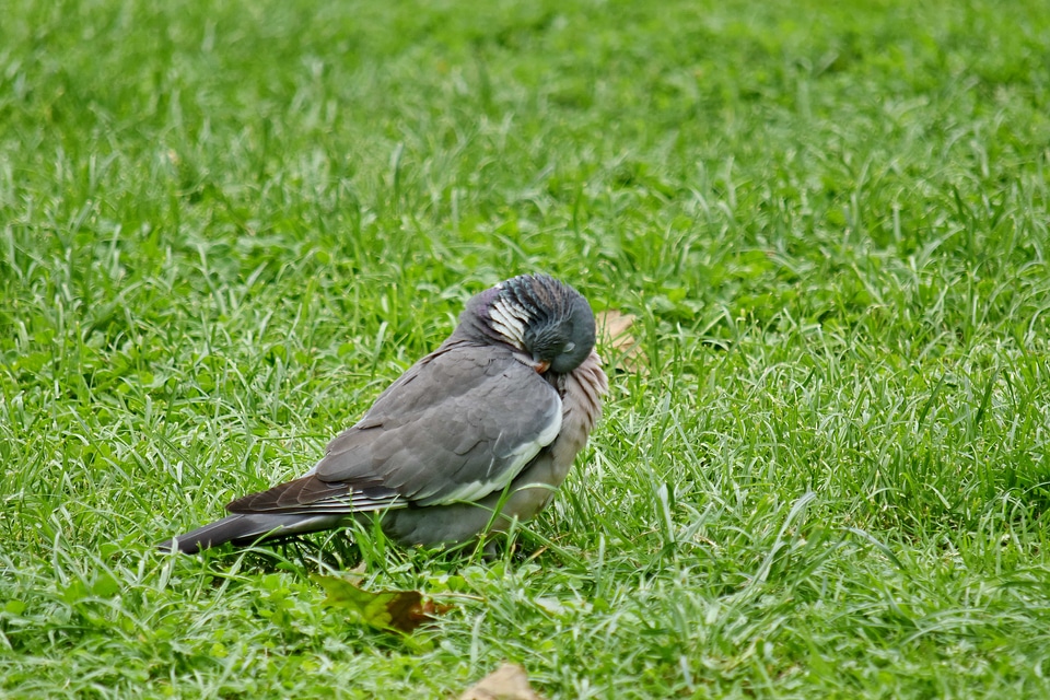 Head pigeon feather