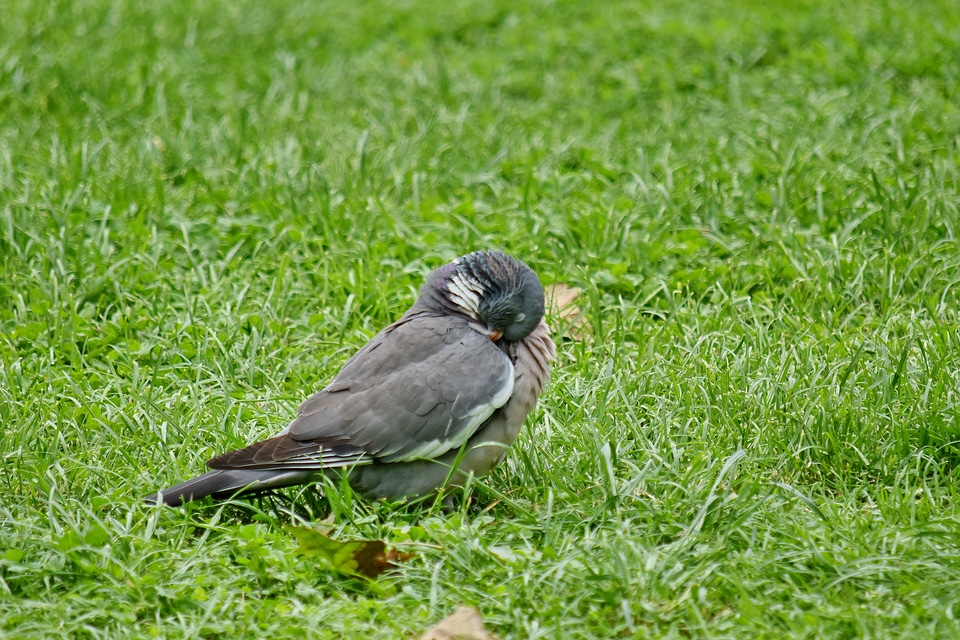 Head pigeon feather photo