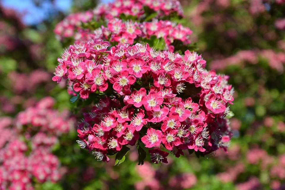 Natural blossom bloom