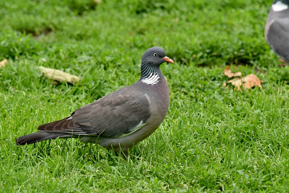 Green Grass pigeon wildlife photo