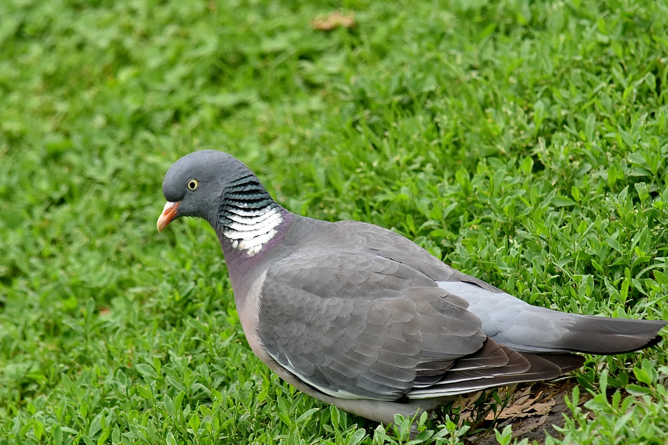 Ornithology pigeon wildlife photo