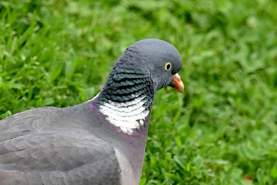 Head pigeon side view photo