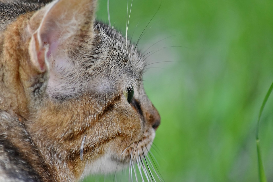Tabby Cat animal cat