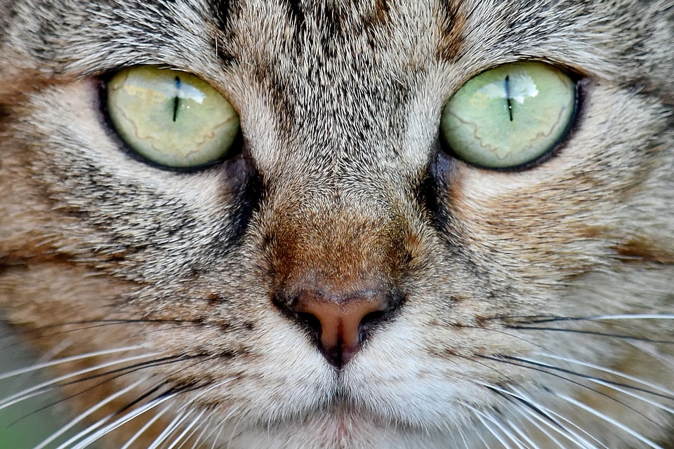 Domestic Cat eyes nose