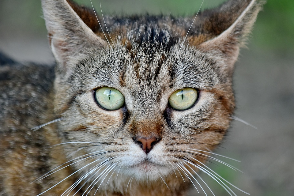 Adorable portrait cat