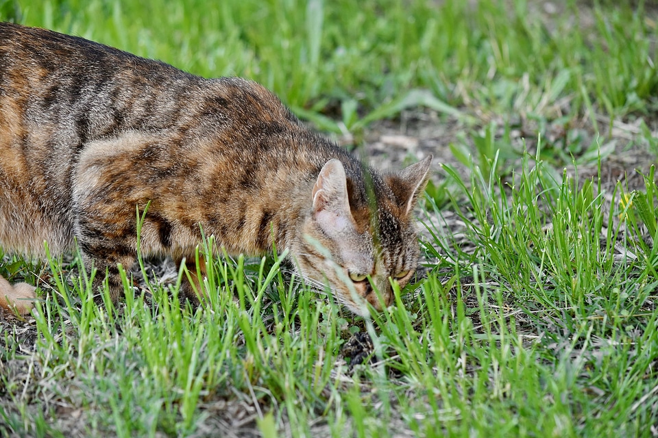 Curious domestic cat green grass