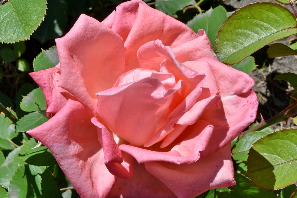 Flower Garden pinkish roses