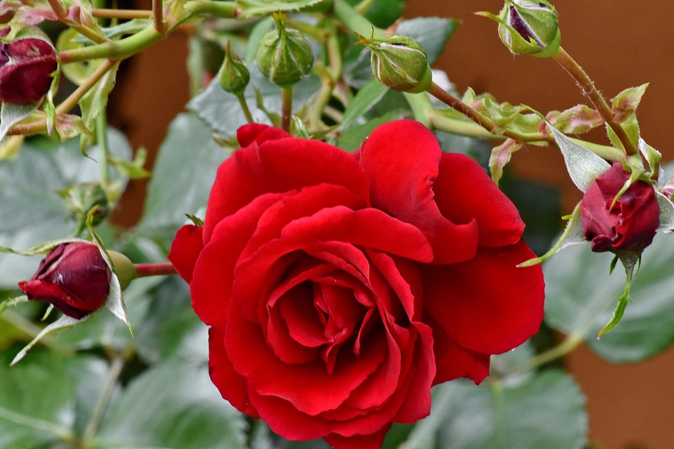 Beautiful Flowers flower garden horticulture