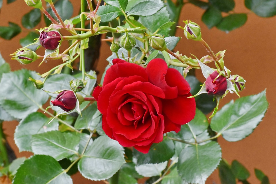 Flower Garden flowers shrub