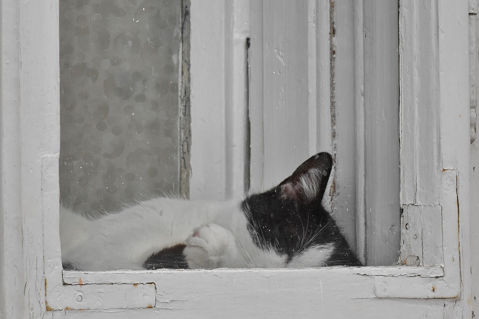 Black And White domestic cat sleeping